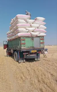 کاه