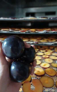 برگه آلو شابلون(اسلایس آلو شابلون)