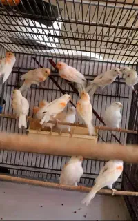 قناری جوجه موزاییکی اورجینال