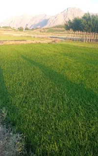 نشان برنج
