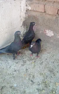 کلاغ