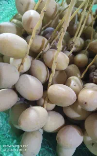 خارک برهی
