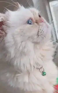 گربه پرشین فلت