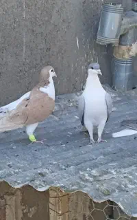 کبوتر