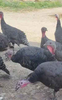 بوقلمون