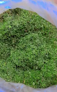 شوید تازه