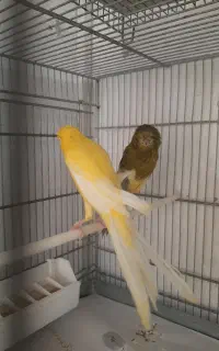 قناری رسمی بلند