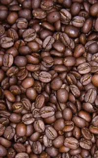 قهوه روبوستا