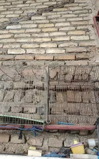 قفس پرنده