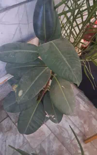 گل شمشیری