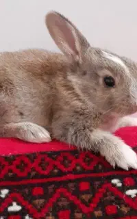 خرگوش اهلی