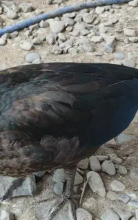 اردک اسراییلی