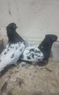 کفتر