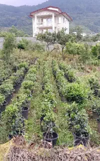 انواع درختان بیرونی