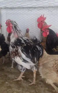 فروش مرغ و خروس محلی تخم گذار در گراش