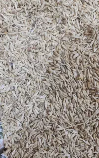 فروش جو محلی