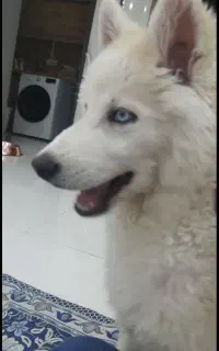 شاه توله سگ هاسکی  گلد  جفت چشم آبی7