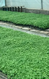 نشاء گوجه فرهنگی رقم CH کیفیت بالا