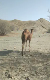 شتر ماده