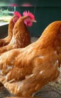 فروش مرغ تخم گذار