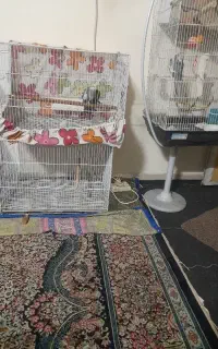 ۲ عدد قفس ۴۰*۶۰
