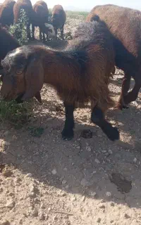 بزغاله ماده 3ماهه