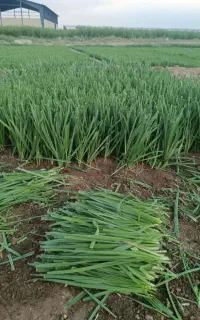 سبزی قرمه،اش ، کوکو
