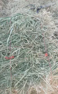 یونجه