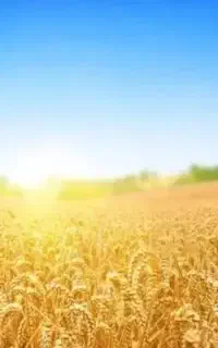 گندم  ۲۵۰ کیلو