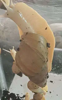 حلزون آلوبینو