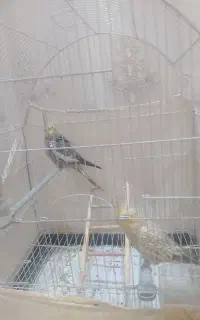 عروس هلندی باهوش سخن گو
