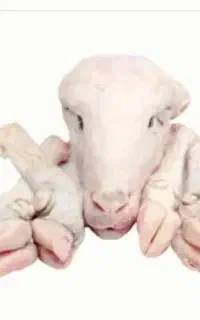 پاک کردن کله پاچه با ضمانت