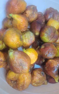 انجیر تازه