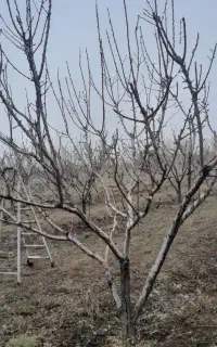 هرس سبز  باغ  میوه.