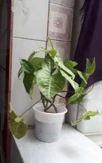 گل خرگوشی