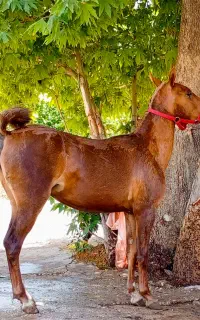 اسب کره مادیان زیبا