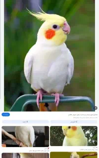 عروس هلندی