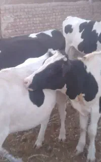 تلیسه