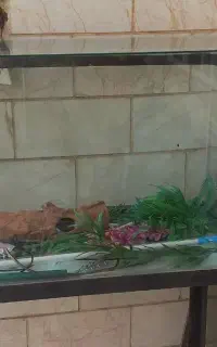 اتو.دارقالی.اکواریوم
