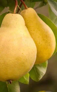 فروش گلابی شاه میوه درجه ۱