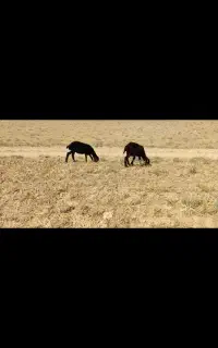 بره ماده