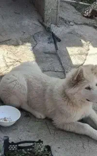 واگذاری هاسکی چشم یخی
