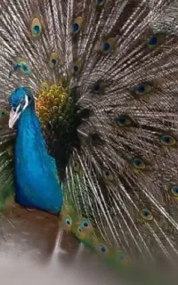 پر تزئینی طاووس