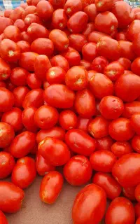 گوجه ربی