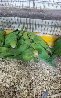 جوجه ملنگو و شاه طوطی باضمانت نامه  کتبی  کتبی