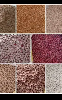 حبوبات