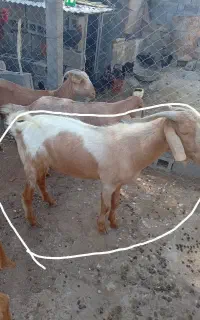 کهر نهر