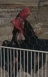 مرغ و خروس اوشامو