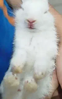 خرگوش