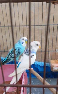 مرغ عشق و عروس هلندی